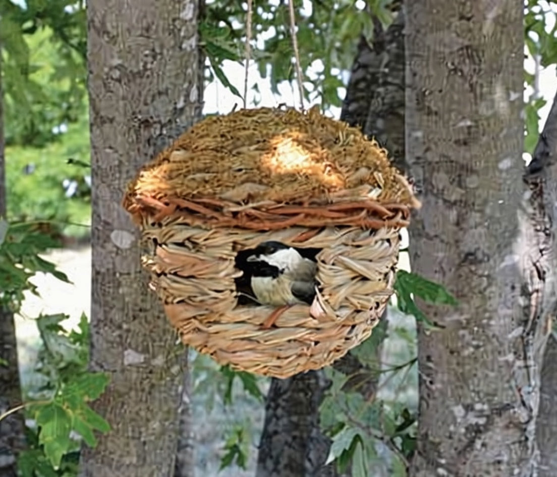 Bird perched inside a woven birdhouse hanging from a tree