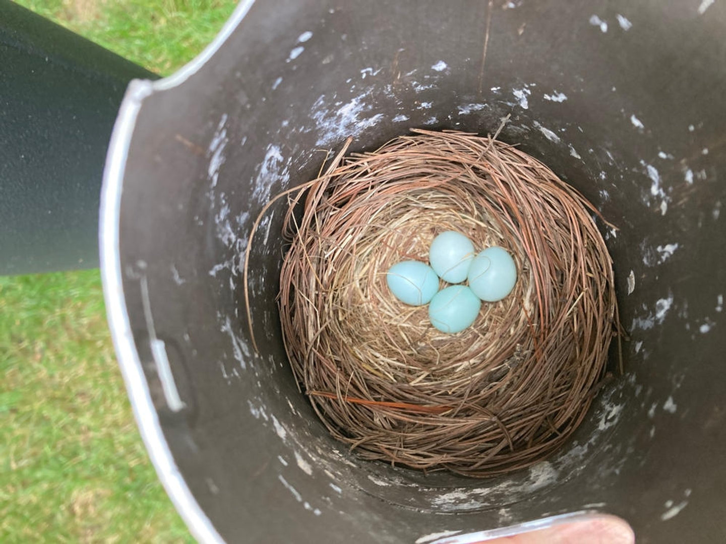 Gilbertson Nest Box - NABS Approved