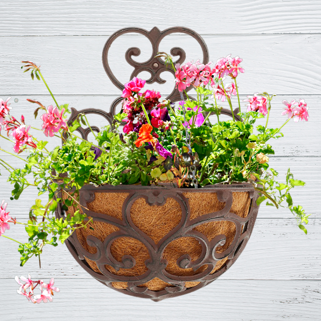 Half-Round Cast Iron Garden Wall Planter – Victorian-style scrollwork adds classic charm to any wall or fence. Durable cast iron with a distressed black finish for vintage appeal. Half-round basket includes a coco liner for flowers or herbs. Pre-drilled holes for easy mounting. Measures 11"W x 6.5"D x 14.25"H. Perfect for indoor or outdoor elegance.