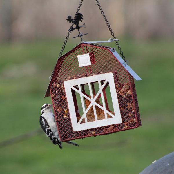 Birdhouse with a bird perched on it against a blurred green background