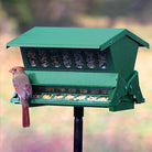 Twice the Treats Bird Feeder with Pole Hanger