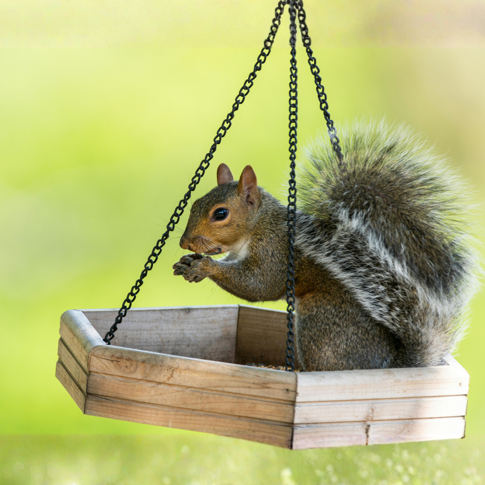 Hanging Squirrel Feeder