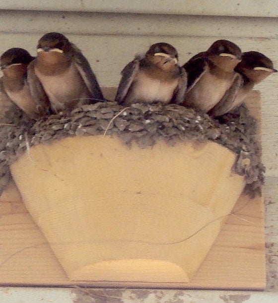 Barn Swallow Nest Cups