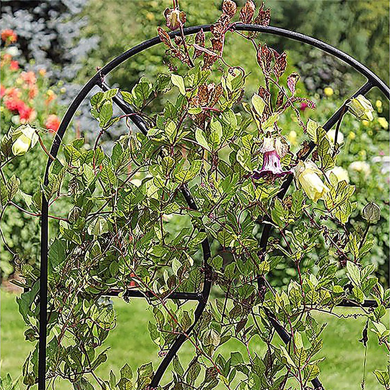 Close-up of a black iron arch garden trellis with a purple bell flower vine growing through it