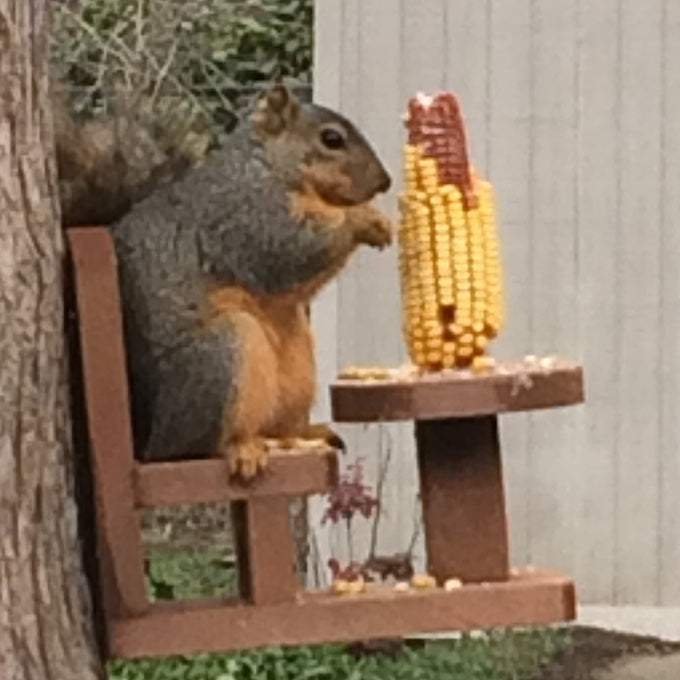 Squirrel Table and Chair Feeder
