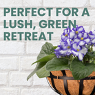 Close-up of a blooming purple African violet plant in a black ironwork planter against a white brick wall, with the text "Perfect for a Lush, Green Retreat