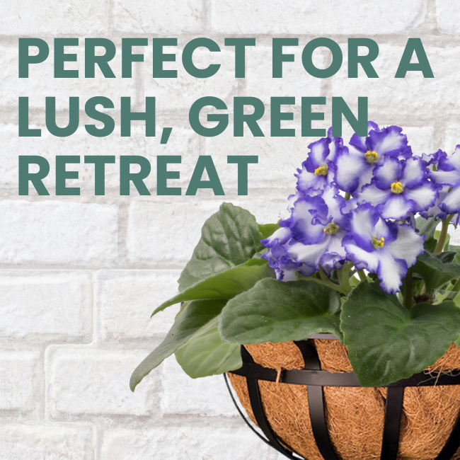 Close-up of a blooming purple African violet plant in a black ironwork planter against a white brick wall, with the text "Perfect for a Lush, Green Retreat
