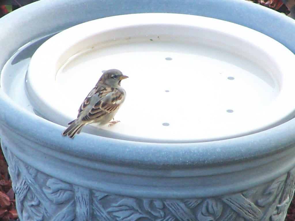 Bird Bath Raft | Floating Raft for Bird Baths | Cool Birdbath Raft ...