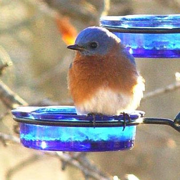 Bluebird Bird Feeder
