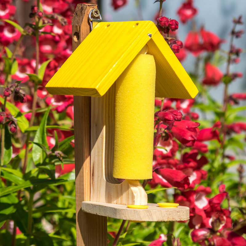 Butterfly and Bee Feeder