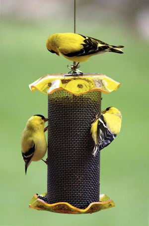 Thistle online bird feeder