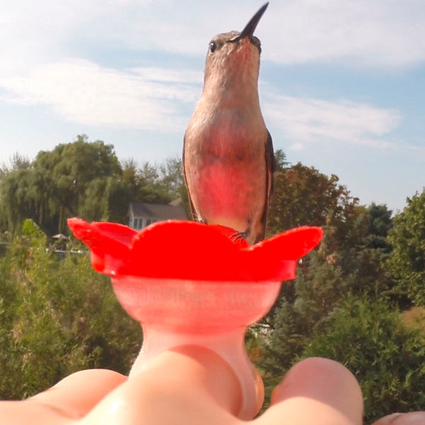 Hummer Ring Kit Hand Held Hummingbird Feeders Hand Feed Hummers The Birdhouse Chick
