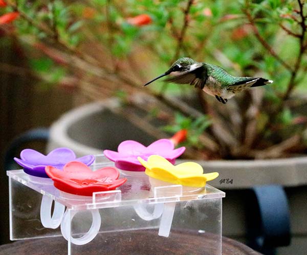 Hummer Made Rings Hummer Ring Kit | Hand-Held Hummingbird Feeders | Hand Feed Hummers ...