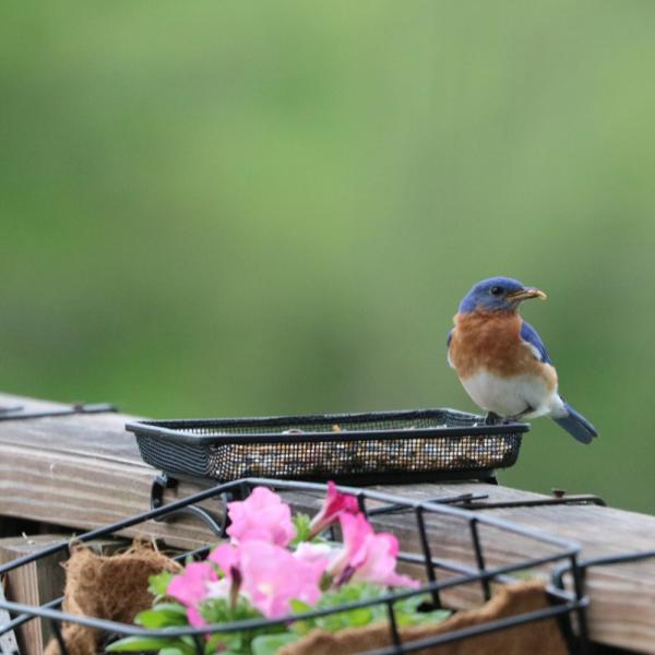 Mealworm Feeder for Deck or Ground