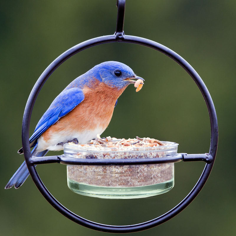 Orb Mealworm & Multi-Use Bird Feeder – Versatile Feeder for Attracting Various Birds
