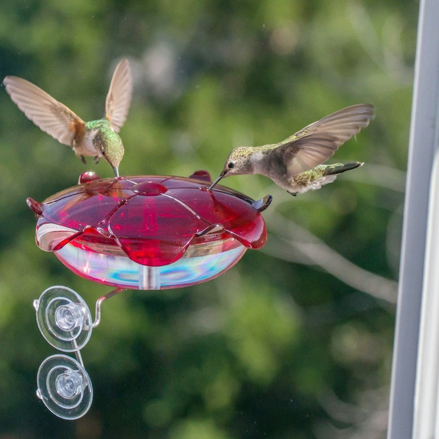 Window Hummingbird Feeder