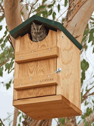 Owl House for Screech, Saw-whets, Kestrels and Flickers- All Cedar Option