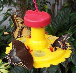 Butterfly Feeder w/ Nectar - Hang or Pole Mount