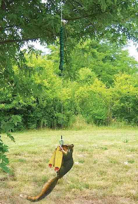 Bungee Cord Deluxe Squirrel Feeder