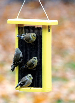 Recycled Nyjer Feeder by BirdsChoice
