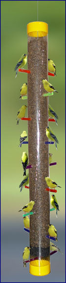 Super Rainbow Finch Feeder