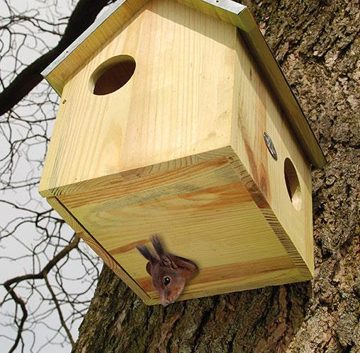 Crafting Your Own Squirrel Box: Plans & Tips