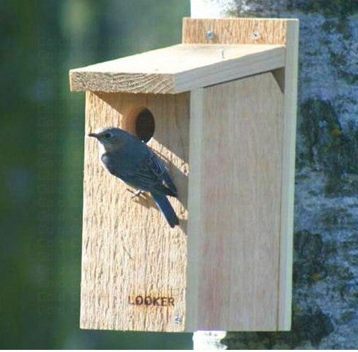 View-Thru Bluebird House - NABS Approved