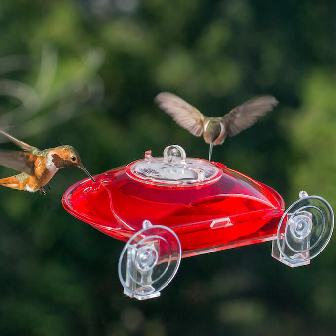 Window Hummingbird Feeder