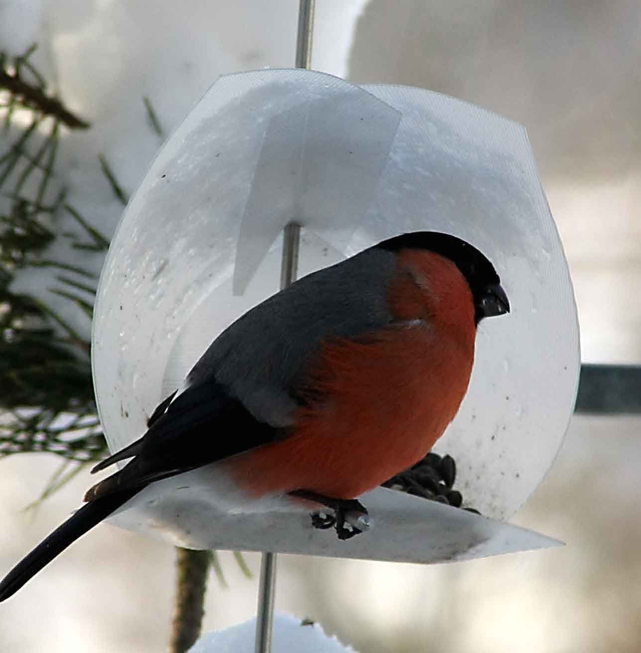 Bird Feeder Kit