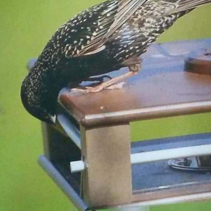 Bluebird Feeders That Keep Starlings Out: Ultimate Guide