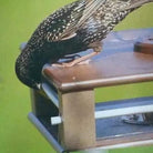 Hanging Bluebird Feeder Keeps Starlings Out