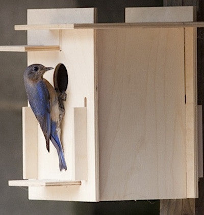 Box For the Birds Birdhouse Kit—Modern