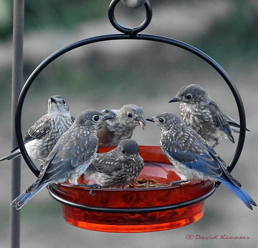 Hanging Glass Dish Feeder/Bird Bath