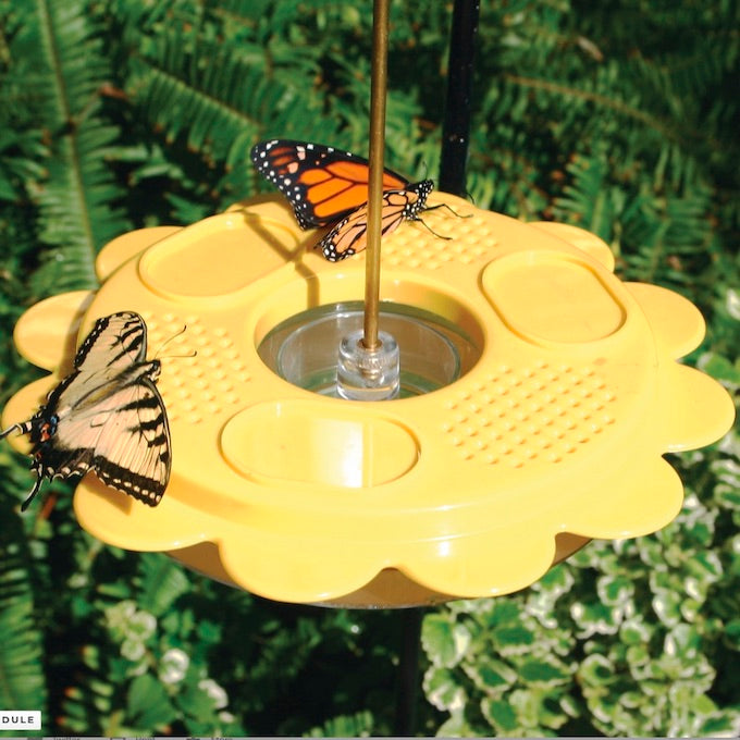 Hanging Butterfly Feeder- Detail
