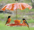 Acrylic Weather Guard by BirdsChoice