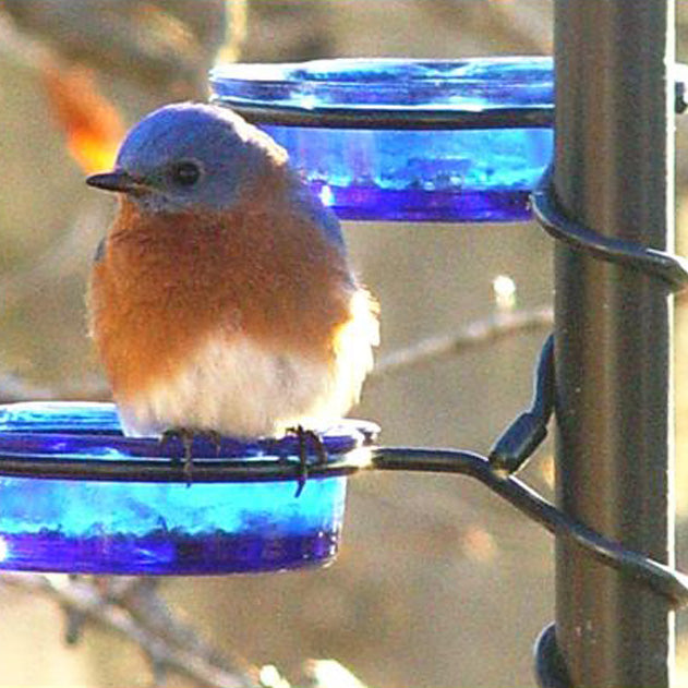 Quick-Connect Glass Bluebird Feeder