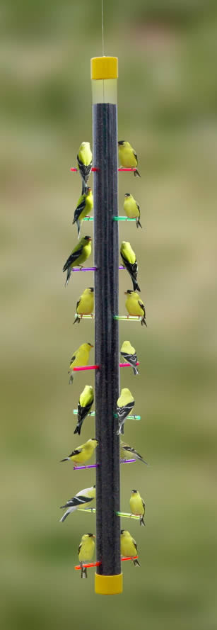 Rainbow Finch Bird Feeder