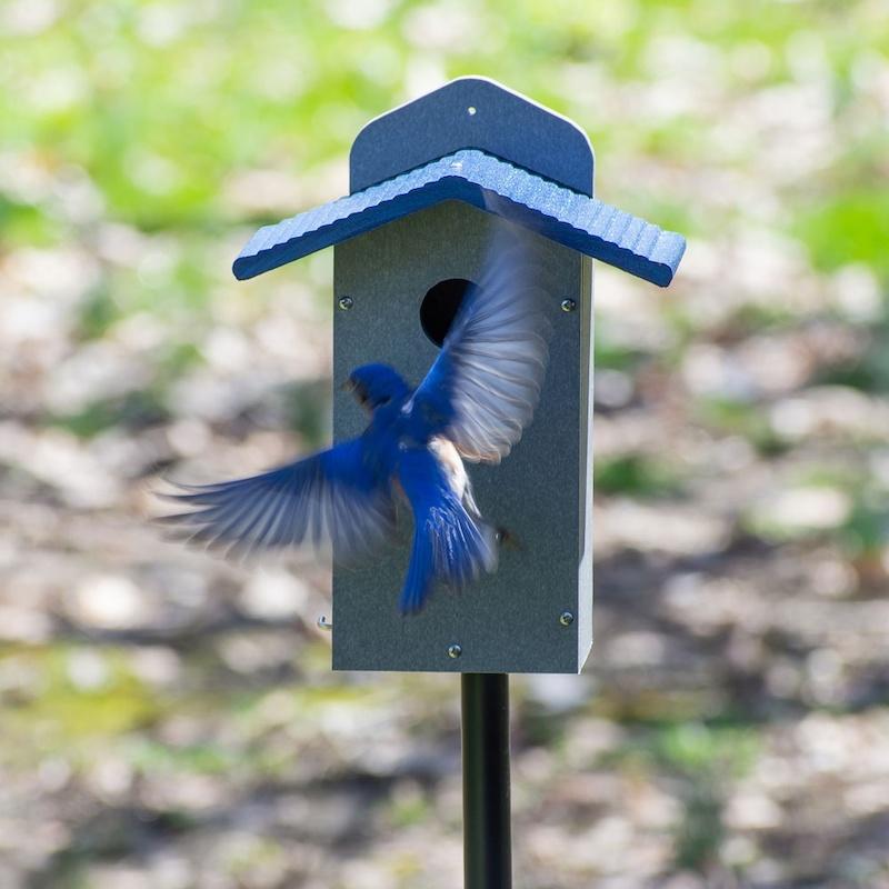 Bluebird houses for sale store