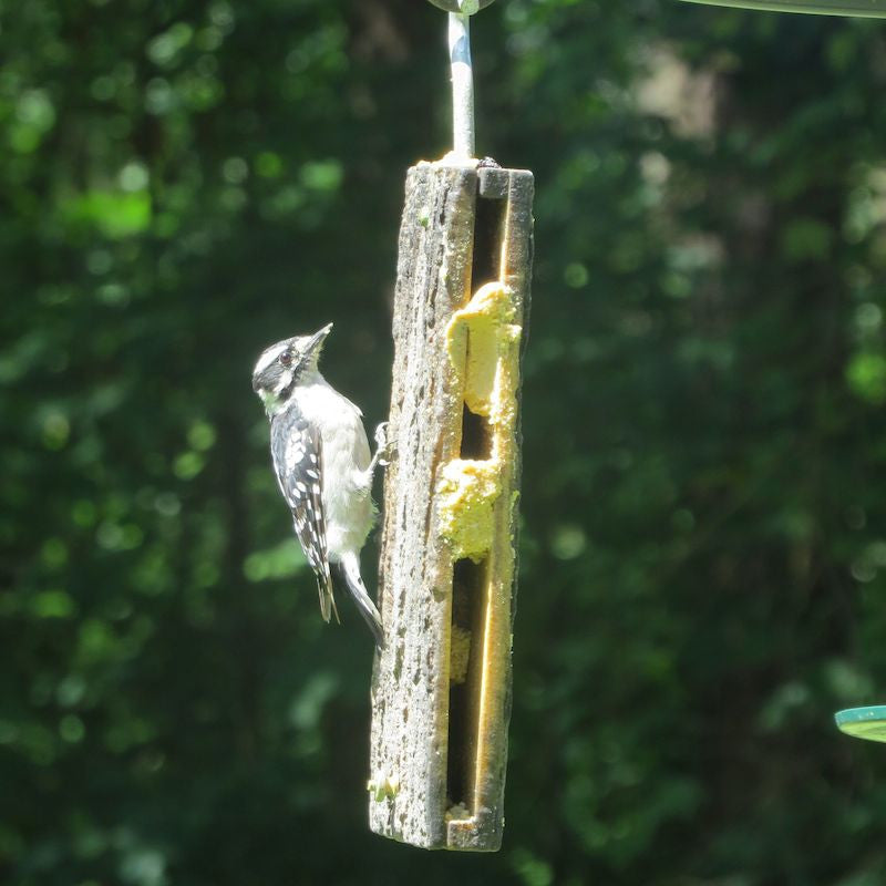 Suet Sandwich Bird Feeder Unique Suet Feeders Bark Suet Feeder