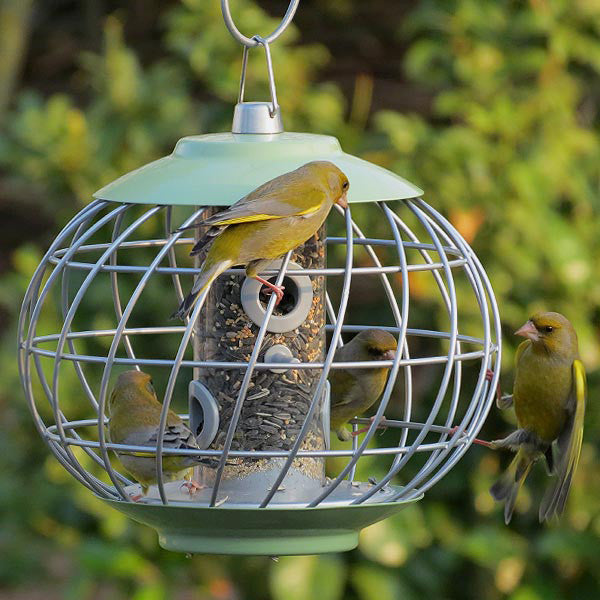 Nuttery Squirrel Proof Seed Feeder | Caged Bird Feeders | Globe Feeder -  The Birdhouse Chick