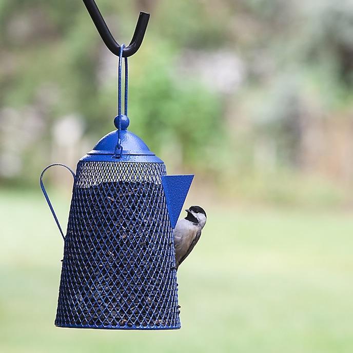 Teapot Bird Feeder for Peanuts or Sunflower